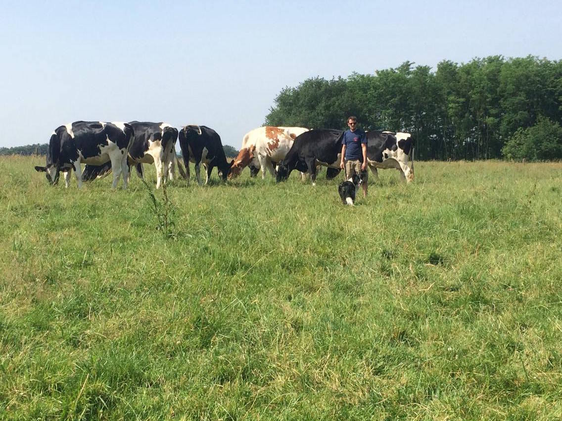Elevage vaches Amou